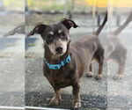 Small #2 Chiweenie