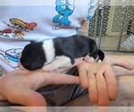 Small Photo #5 Australian Shepherd Puppy For Sale in BATTLE CREEK, MI, USA