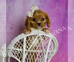 Small #6 Cavalier King Charles Spaniel