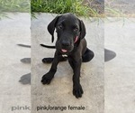 Puppy Pinkorange fem Great Dane