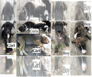 American Staffordshire Terrier Dogs for adoption in WACO, TX, USA