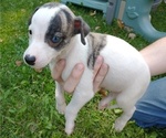 Small Photo #1 Whippet Puppy For Sale in CINCINNATI, OH, USA