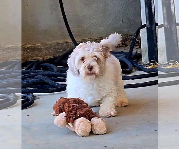 Medium Photo #5 Poodle (Miniature)-Unknown Mix Puppy For Sale in Fallbrook, CA, USA