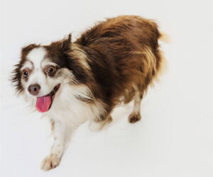 Australian Shepherd Dogs for adoption in York, SC, USA
