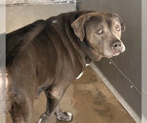 Mutt Dogs for adoption in San Bernardino, CA, USA