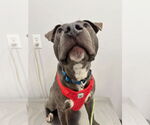 Small American Bulldog