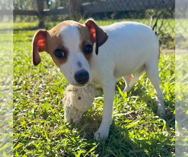 Medium Photo #4 Mutt Puppy For Sale in Tarrytown, GA, USA