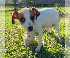Kathy - Female Mutt Dog for Adoption - Photo #4
