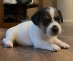 Puppy Puppy 3 Jack Russell Terrier