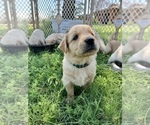 Small Photo #16 Golden Retriever Puppy For Sale in TOWNER, CO, USA