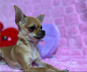 Chihuahua Puppy for sale in PALM COAST, FL, USA