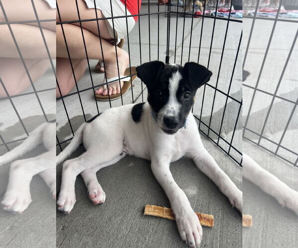 Medium Photo #5 Jack Russell Terrier-Unknown Mix Puppy For Sale in The Woodlands, TX, USA