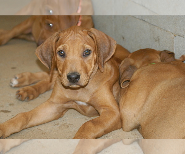 Medium Photo #6 Rhodesian Ridgeback Puppy For Sale in CHOUDRANT, LA, USA