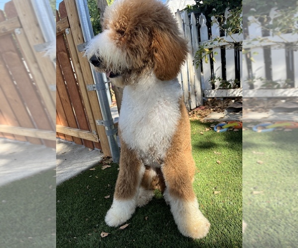 Medium Photo #1 Poodle (Standard) Puppy For Sale in ROSEMEAD, CA, USA