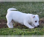 Small Photo #5 Jack Russell Terrier Puppy For Sale in APPLE GROVE, WV, USA