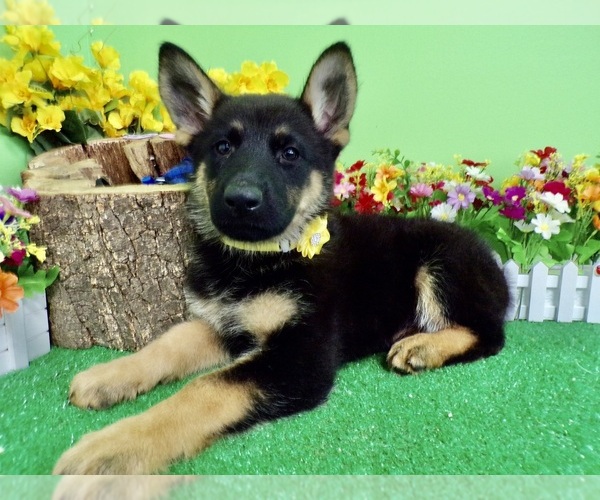 Medium Photo #1 German Shepherd Dog Puppy For Sale in HAMMOND, IN, USA