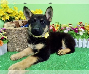 German Shepherd Dog Puppy for sale in HAMMOND, IN, USA