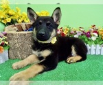 Image preview for Ad Listing. Nickname: German Shepherd
