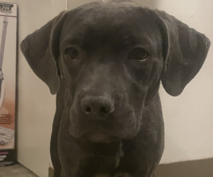 Cane Corso Puppy for sale in WATERBURY, CT, USA
