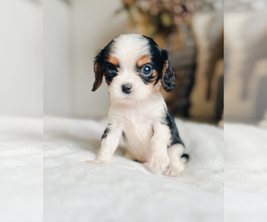 Cavalier King Charles Spaniel Puppy for sale in POUNDING MILL, VA, USA