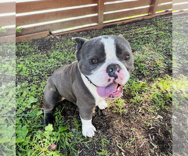 Medium Photo #1 Bulldog-Unknown Mix Puppy For Sale in Marina Del Rey, CA, USA