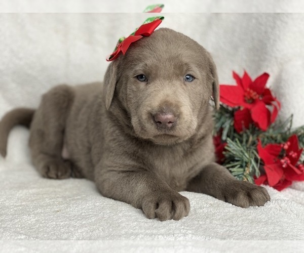 Medium Photo #4 Labrador Retriever Puppy For Sale in CEDAR LANE, PA, USA