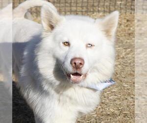 Samoyed-Unknown Mix Dogs for adoption in San Antonio, TX, USA