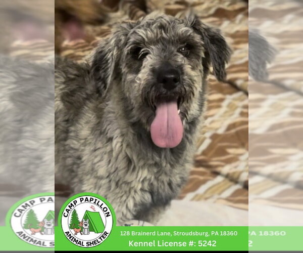Medium Photo #1 - Mix Puppy For Sale in Stroudsburg, PA, USA