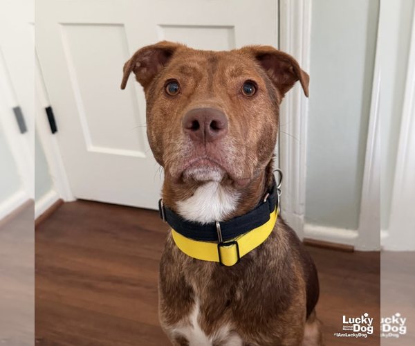 Medium Photo #8 Labrador Retriever-Unknown Mix Puppy For Sale in Washington, DC, USA