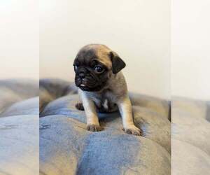 Pug Puppy for sale in ROARING SPRING, PA, USA