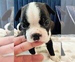 Small Photo #10 Boston Terrier Puppy For Sale in CARMICHAEL, CA, USA