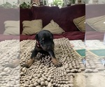 Small #5 Doberman Pinscher