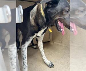 Catahoula Leopard Dog-Unknown Mix Dogs for adoption in Oklahoma City, OK, USA