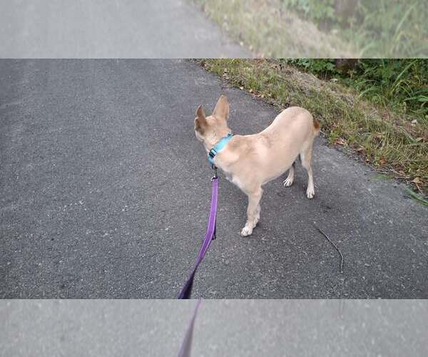 Medium Photo #18 Saluki-Whippet Mix Puppy For Sale in Sebec, ME, USA