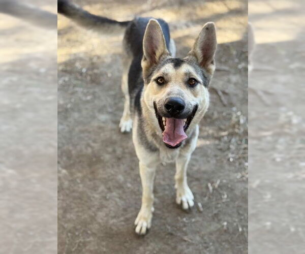 Medium Photo #1 German Shepherd Dog-Unknown Mix Puppy For Sale in Riverside, CA, USA