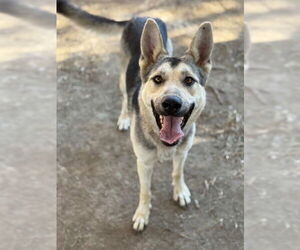 German Shepherd Dog-Unknown Mix Dogs for adoption in Riverside, CA, USA