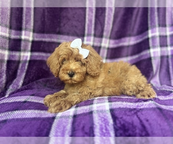 Medium Photo #4 Cock-A-Poo Puppy For Sale in LAKELAND, FL, USA
