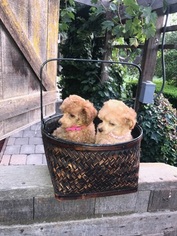 Poodle (Toy) Puppy for sale in MODESTO, CA, USA