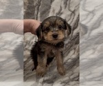 Small #2 Yorkshire Terrier