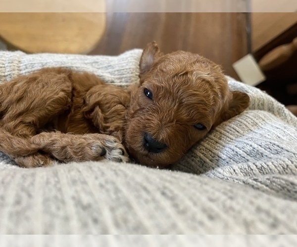 Medium Photo #4 Poodle (Miniature) Puppy For Sale in RUDD, IA, USA