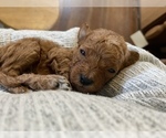Small Photo #4 Poodle (Miniature) Puppy For Sale in RUDD, IA, USA