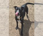 Small #2 American Staffordshire Terrier-Labrador Retriever Mix