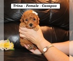 Small #2 Cavapoo (Miniature)