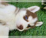 Small Photo #2 Siberian Husky Puppy For Sale in ATL, GA, USA