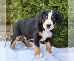 Small #3 Greater Swiss Mountain Dog