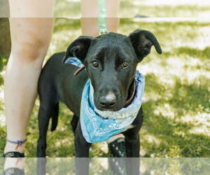 Mutt Dogs for adoption in FRAMINGHAM, MA, USA
