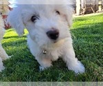Small Photo #4 Bichon Frise Puppy For Sale in OAKLEY, CA, USA