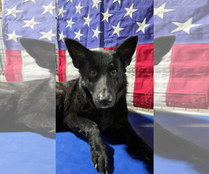 German Shepherd Dog Dogs for adoption in Centreville, VA, USA