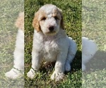 Small Photo #3 Goldendoodle-Poodle (Standard) Mix Puppy For Sale in TARBORO, NC, USA