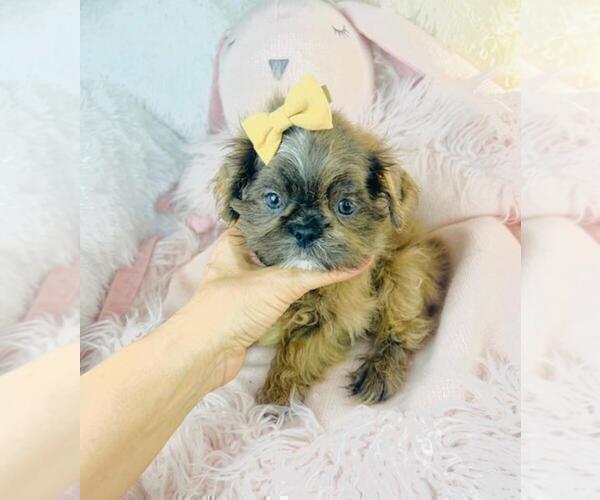Medium Photo #1 Shih Tzu Puppy For Sale in MIAMI, FL, USA